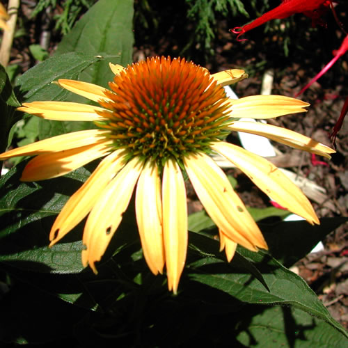 Echinacea hybrida Harvest Moon